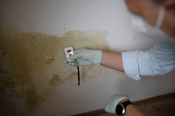 Professional Mold Remediation in Alpha, NJ